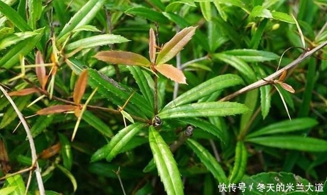 农民|农村的野草全是刺，农民看到就砍，现在变成稀罕货，人称豪猪刺