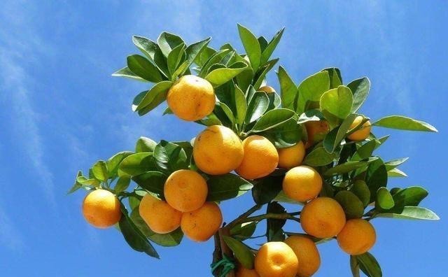 橘子|3种盆景,完全不怕寒冷,下雪也好好的,北方的花友就养它吧