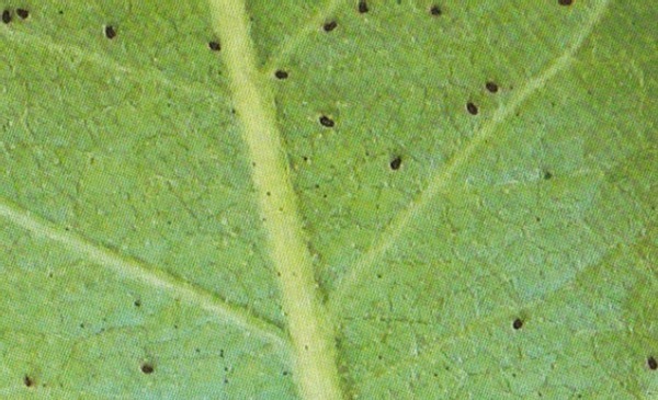 居家养花:掌握这2门小技巧,打理盆栽将变得简单许多