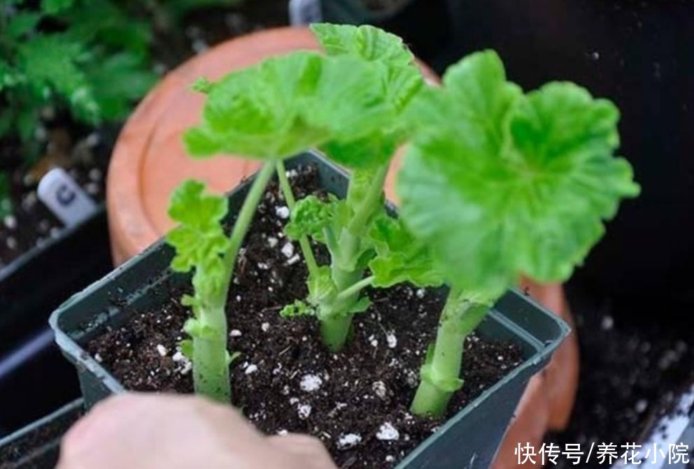 太阳花|4种漂亮的花,天热也能扦插,根本不用买