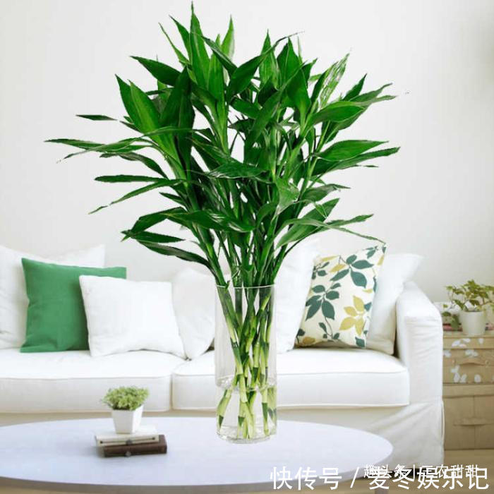 发财树|5种“花”养家中，能招财，能“镇宅”，比绿萝、发财树强多了！