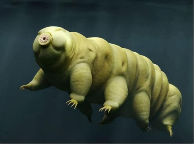 地球上最“逆天”的生物,能在太空中产崽,甚至违背自然规律