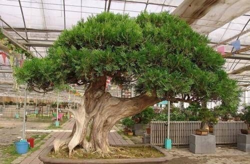 3种名贵盆景山上遍地有，教你养护技巧，个个价值高造型佳