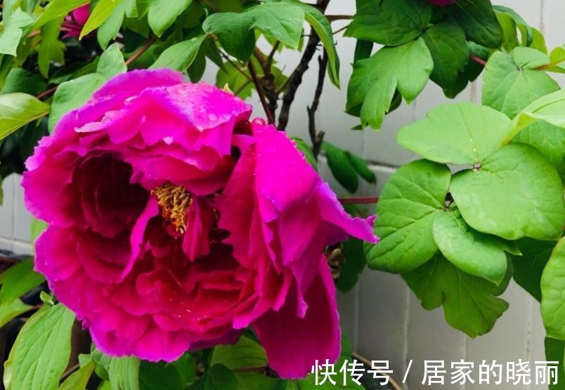栽种|秋季正适合入手牡丹，这么栽种，年年复花，开花量比往年更胜
