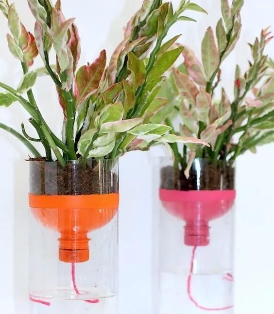 植物|没地种花种菜,没时间浇水几个塑料瓶就能解决,DIY变废为宝