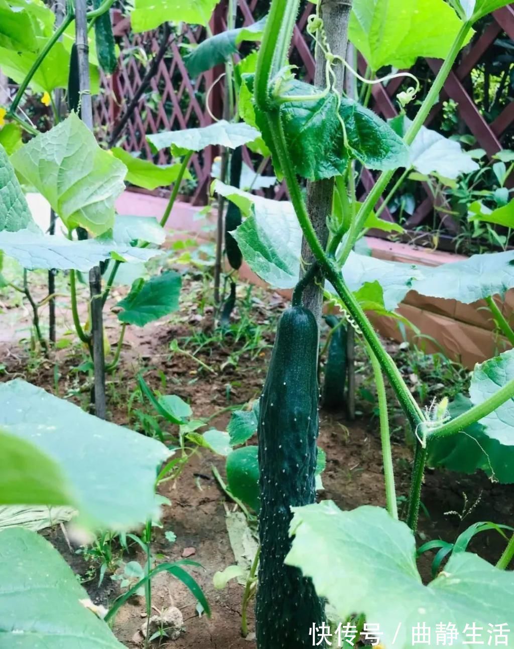 等我老了以后，找个小院陪你养花种菜！