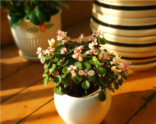 金枝玉叶|金枝玉叶也能开花教你3个养护金枝玉叶的妙招,别说没提醒