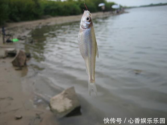 30多年前,我花一块钱买的钓鱼小册子,让我悟出了钓鱼的门道