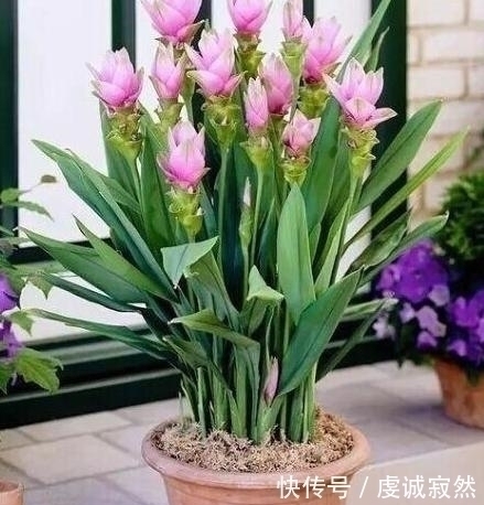 播种|“姜”丢进盆里就能活,开出漂亮“大花苞”,不仅好看、更好养