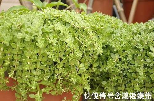 这种盆栽绿植比绿萝还好养，不用管也能爆盆，关键时刻能救命！