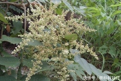 高度|山坡下的1种“盐肤木”,高度有2米,枝叶好看、奇特,分布范围广