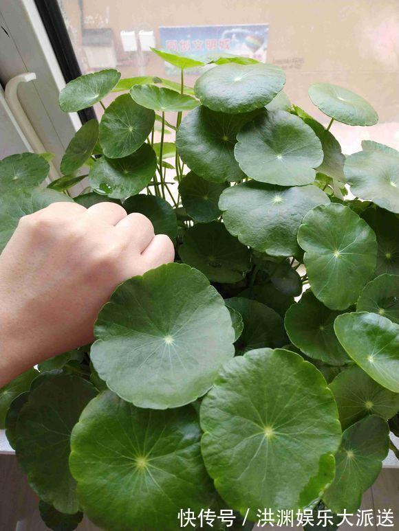 爆盆|夏天里的“暴发户”，养盆铜钱草，天天爆盆，里里外外全是“钱”