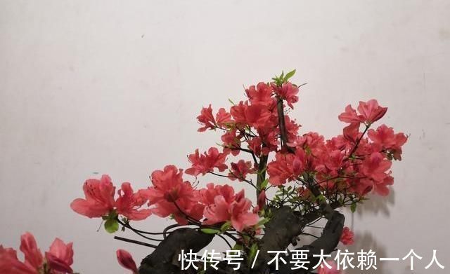 映山红|20块一个映山红“疙瘩”,做成盆景太惊艳了,养再久也不愁卖