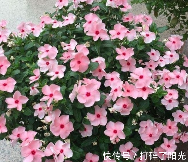 养分|4种花很好养,耐热耐晒更耐旱,养一盆一年四季都在开!