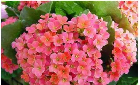 养花|养花就用一种果皮,直接扔盆里,新芽蹭蹭冒,四季不黄叶