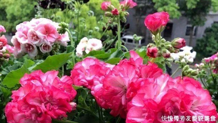 天竺葵冬季不开花做好3个“小动作”,不断冒花苞,开成大花球