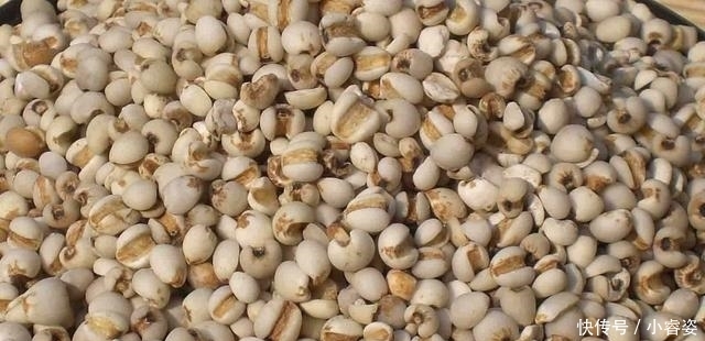 好吃|薏米5种最好吃的做法,简单美味又馋人,看看你喜欢吃哪种?