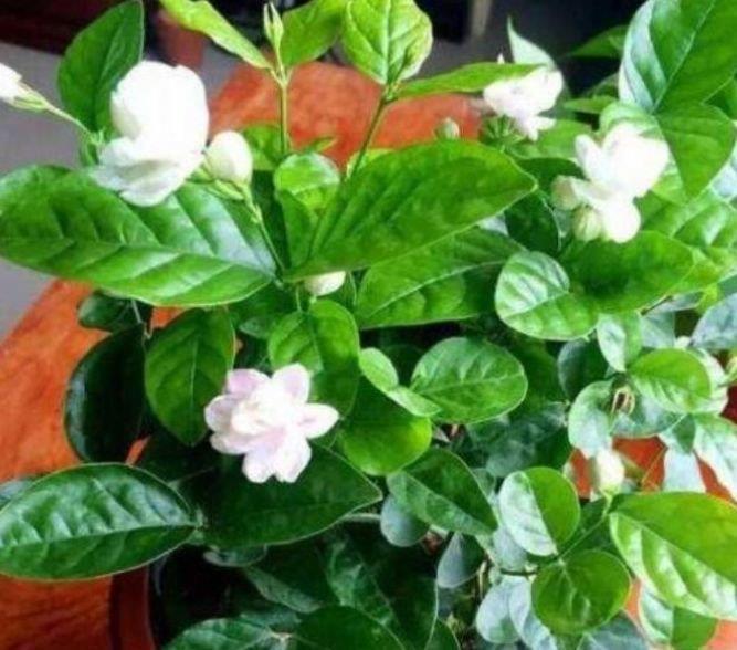4种花深受花友的喜欢,开花爆盆很简单,花量大不操心