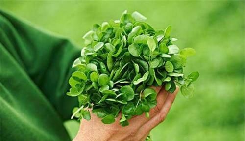 春季适合吃几种食物，排毒护肝，减肥瘦身，好处多多！