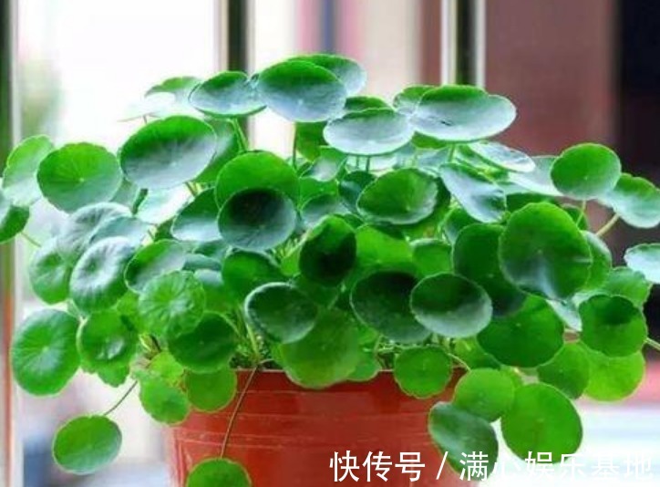 招财花|4种“旺运、招财花”,日子红红火火,从年头旺到年尾,快快养!