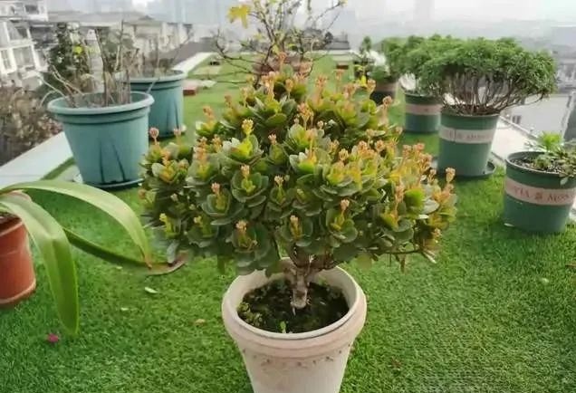 长寿花养成老桩价值高，教你3字口诀，1年变老桩，开成花球