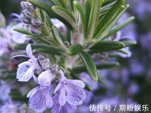 几种厕所总是有异味，不妨养这些花朵，香味四溢，强过空气清新剂