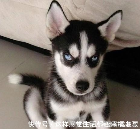 |笑话:老婆一听,一巴掌呼过来,说“谁允许你骂我老公了”!