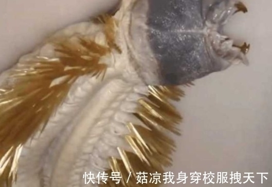 怪鱼|一钓鱼爱好者,在海边钓到一条怪鱼,看清后蒙了