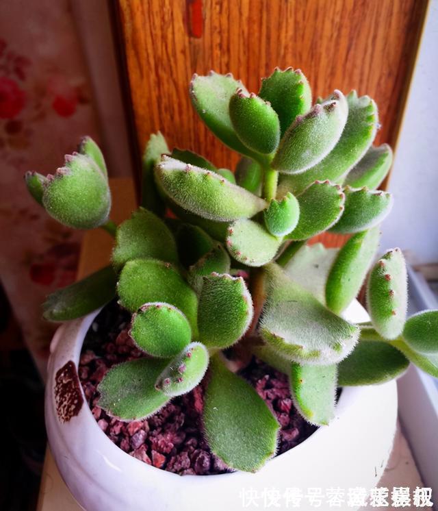 度夏|盘点5种最不好养的多肉,各种问题多,花友慎入