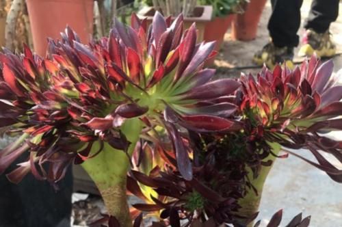 多肉黑法师和紫羊绒都是法师系的基础品种，但后者的颜值明显更高