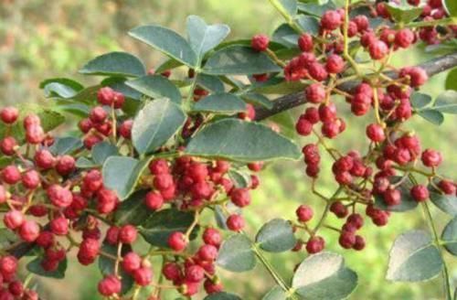 脚气|花椒加一物泡脚,体内湿气没了,皮肤细腻,卵巢更健康!