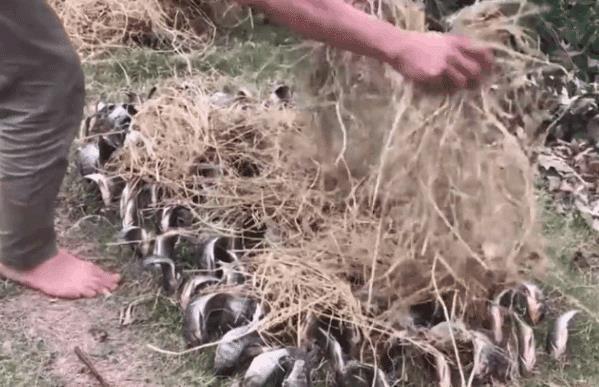 男子把刚抓的鱼,全部插在地上,直到看完才明白：太有才