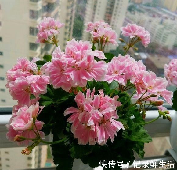 品种|为了养花，她花了3年时间，把家改造成了一个漂亮大花房，太惊艳！