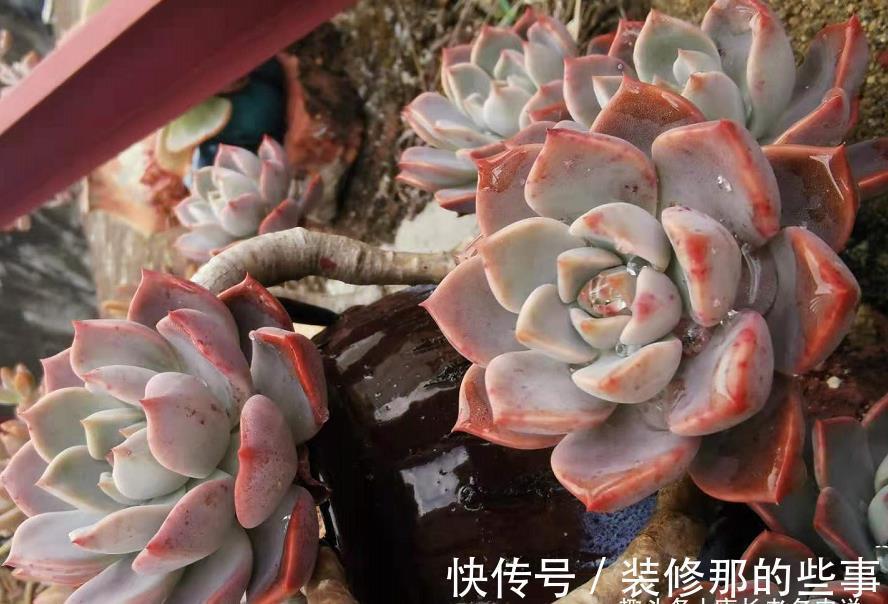 奥普琳娜|非开挂区的多肉如何安全度夏?我按照自己的养护经验来告诉你答案