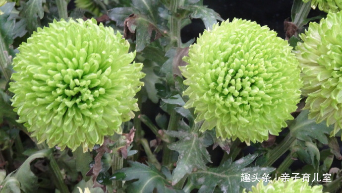 喜欢菊花,不如养”乒乓菊系列“绿乒乓菊,似绿如新翠,小巧玲珑