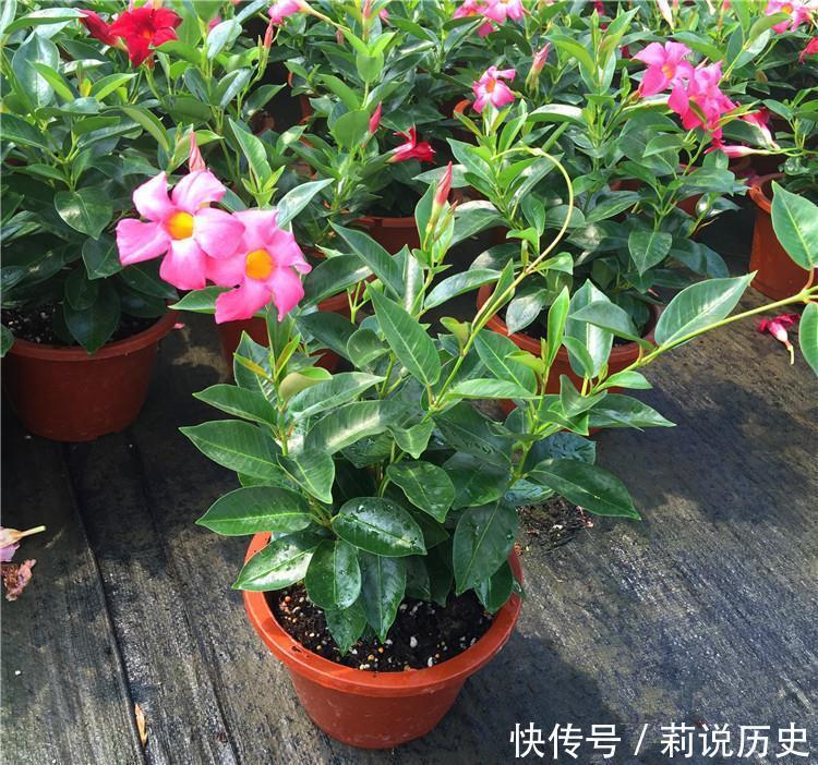 立春之后,养花要“叫醒”根系,缓过劲来,开花才会爆