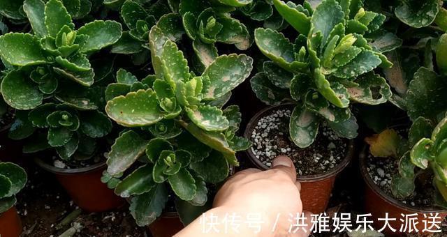 养花|养花先“养根”,高手用一招,养出根系“一尺长”,开花特别旺