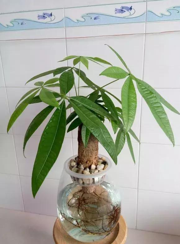 发财树|发财树黄叶烂根,切1刀丢水里,反而长得欢,2周狂冒大白根!