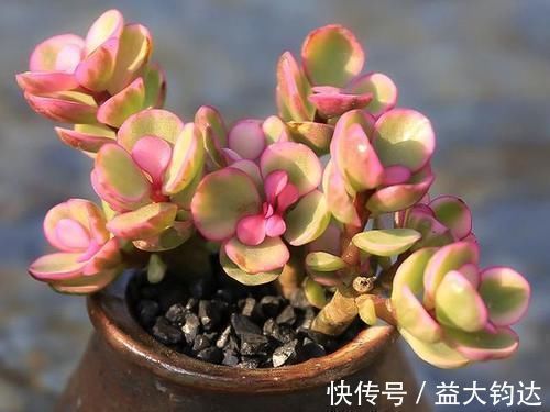 淡雪|3种“零差评”的多肉植物,新手、老手都喜欢,养成老桩更好看