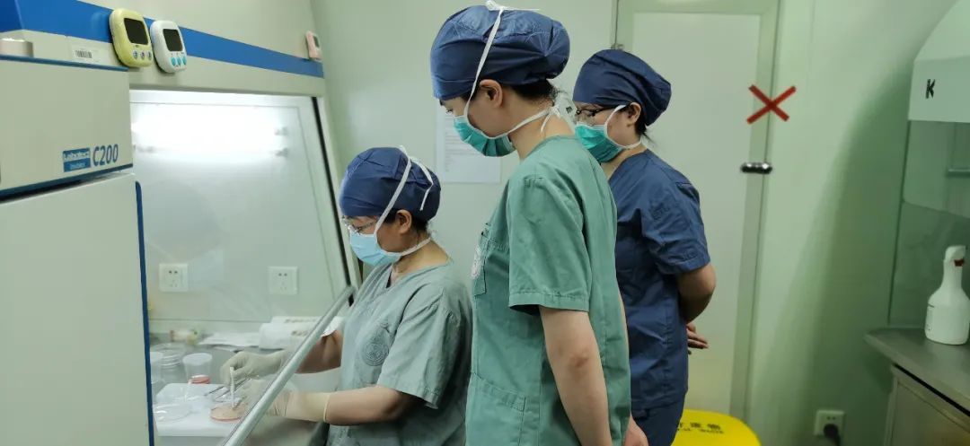 卵泡|把卵巢冻起来