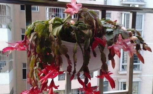 蟹爪兰长出新叶是红的，为什么？