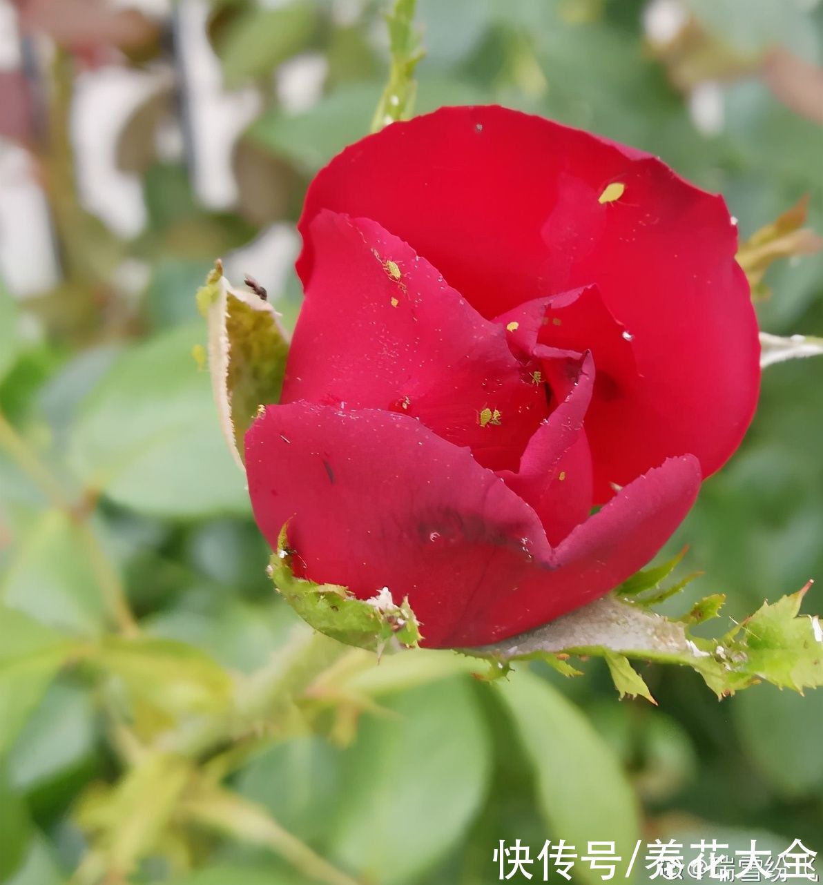 多肉|养花8年，总结出6个“坑”，早看早避开