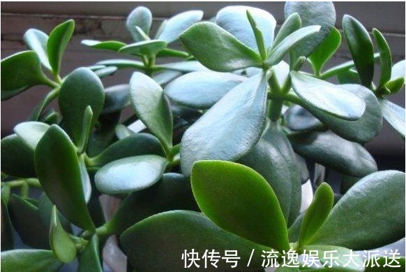 玉树|玉树不开花老花农教你这样养,叶片饱满圆润,绿油油的