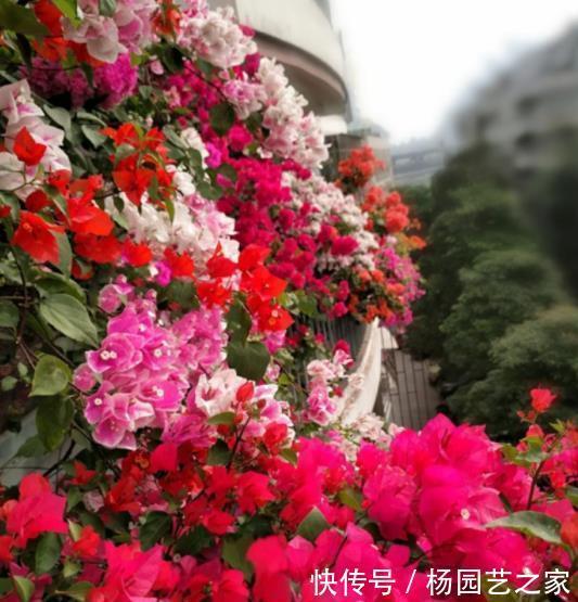 家里吃剩的1种小东西，用来养三角梅，轻松绽放层叠群花