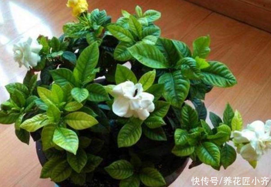 营养土|10个人养栀子花,9个人养不好,那是因为没有掌握真正的“技巧”