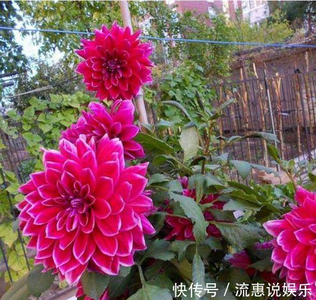 养护|以下10种全年都能开花的室内盆栽,超好养护又容易爆盆!