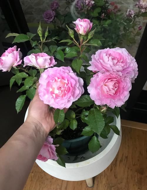 海神王阳台,专为盆栽观赏而生,花似牡丹,又美又香,四季有花开