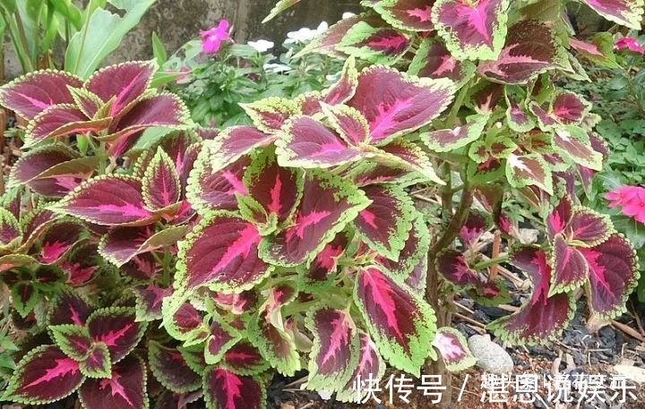 树荫下必不可少的11种耐阴植物,能开花,能观叶,看你选哪种