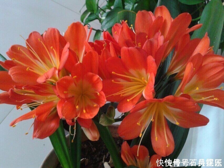 群生|养20年的君子兰,长得就像“大白菜”,一盆就能长8根花箭