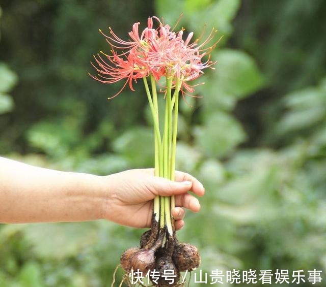 神秘的|被名字耽误一生的花，好看不敢养，又叫“亡人花”，很美很凄凉